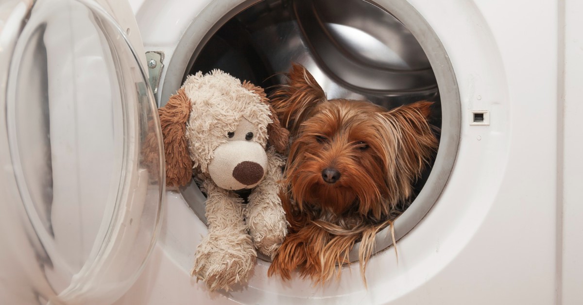 Ask Dr. Jenn: Sanitizing Your Pet Supplies